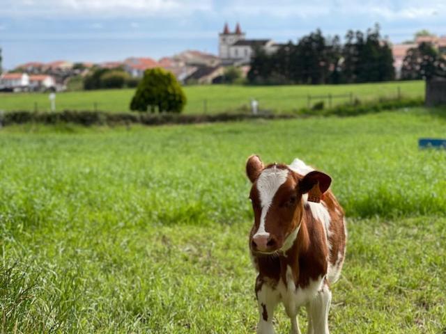 Quinta Do Avo Dimas - Rural Home - Sao Bras Porto Formoso Kültér fotó